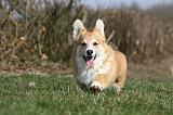 CORGI PEMBROKE 813